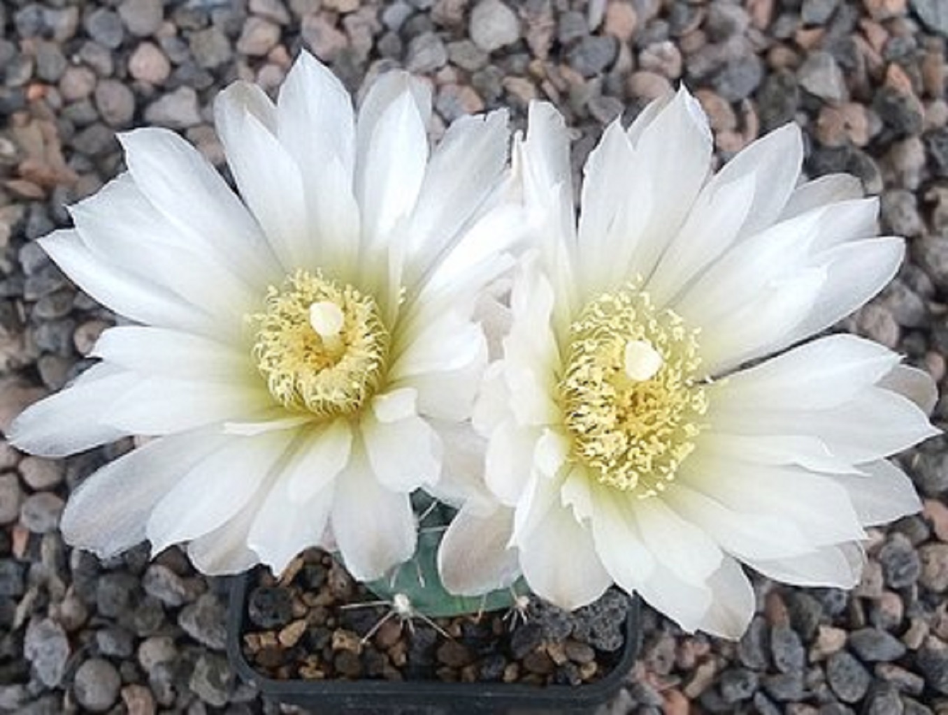 LOT398 10 SEEDS Gymnocalycium Gibbosum Ferox WP49-62