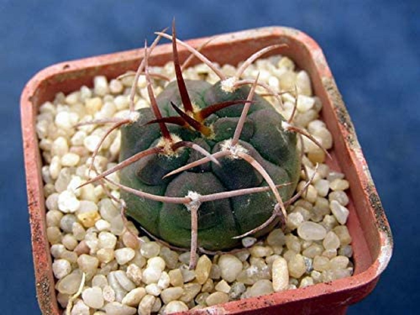 LOT401 10 SEEDS Gymnocalycium Guanchinense P226