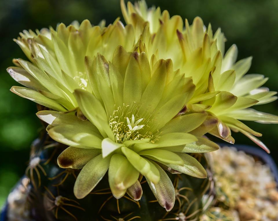 LOT404 10 SEEDS Gymnocalycium Hyptiacanthum MM154