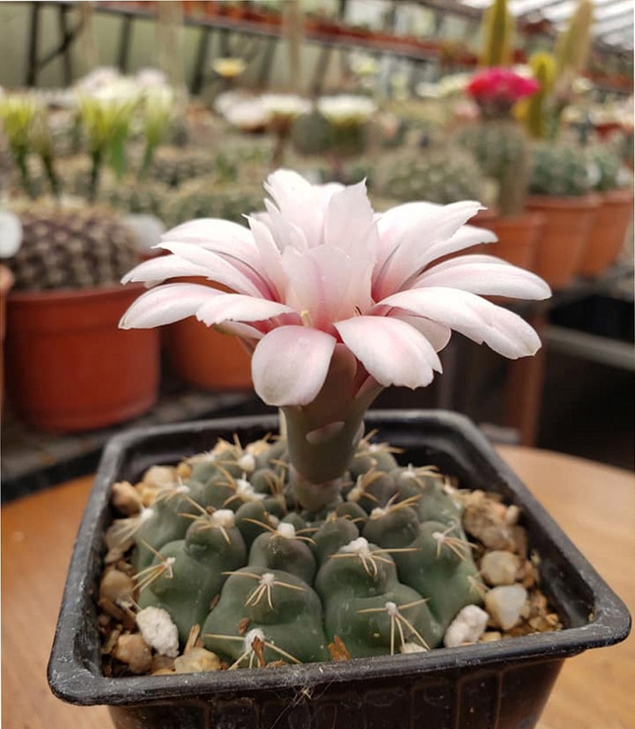 LOT406 10 SEEDS Gymnocalycium Kuehhasii JL38