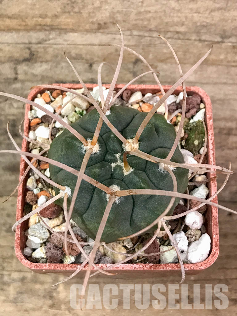 LOT412 10 SEEDS Gymnocalycium Mostii P176