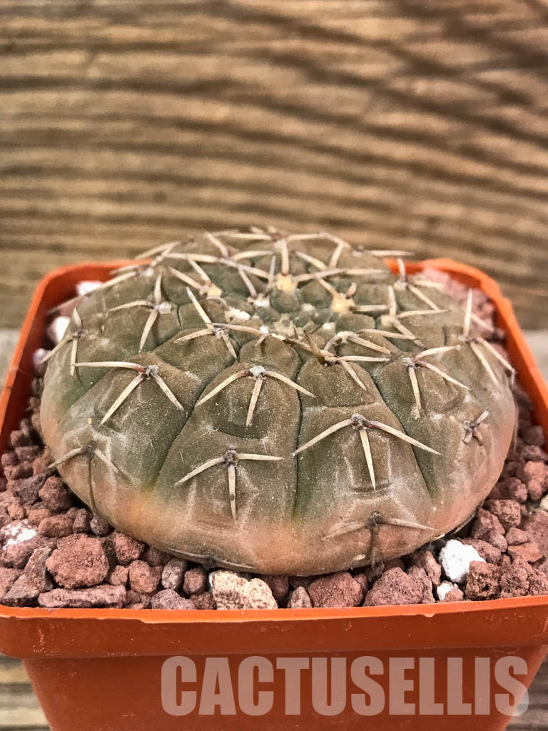 LOT423 10 SEEDS Gymnocalycium Platygonum uhlig Stelatum - Image 2