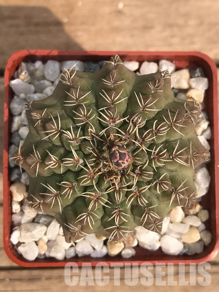 LOT423 10 SEEDS Gymnocalycium Platygonum uhlig Stelatum