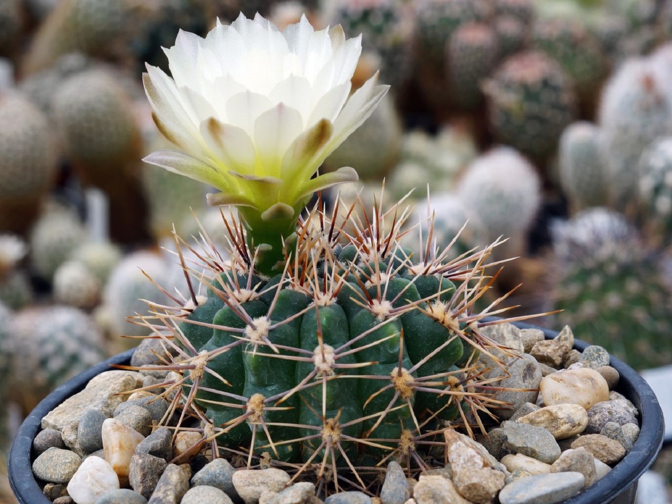 LOT428 10 SEEDS Gymnocalycium Reductum WP16-18