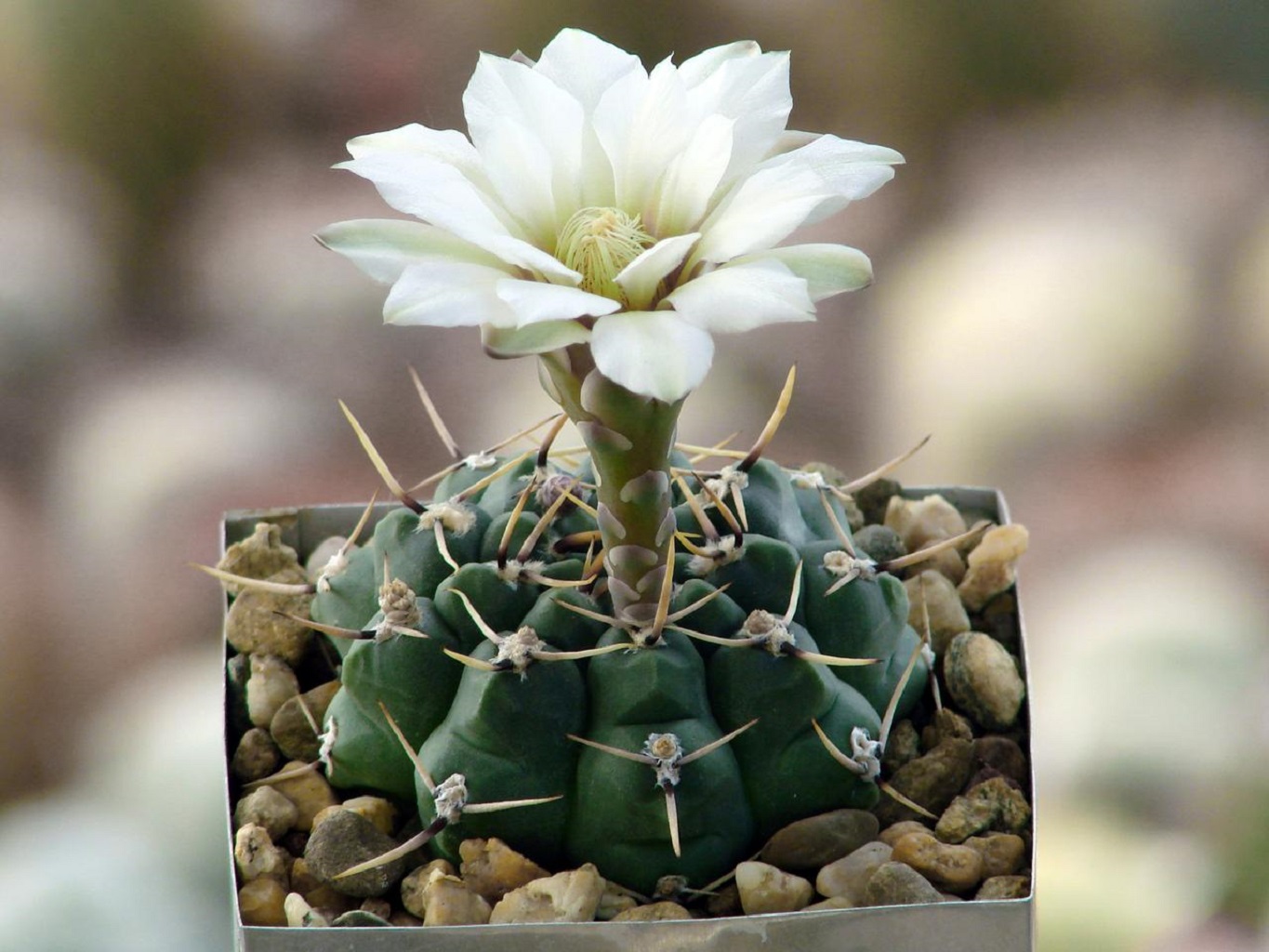 LOT434 10 SEEDS Gymnocalycium Schroederianum ssp. Paucicostata LB960