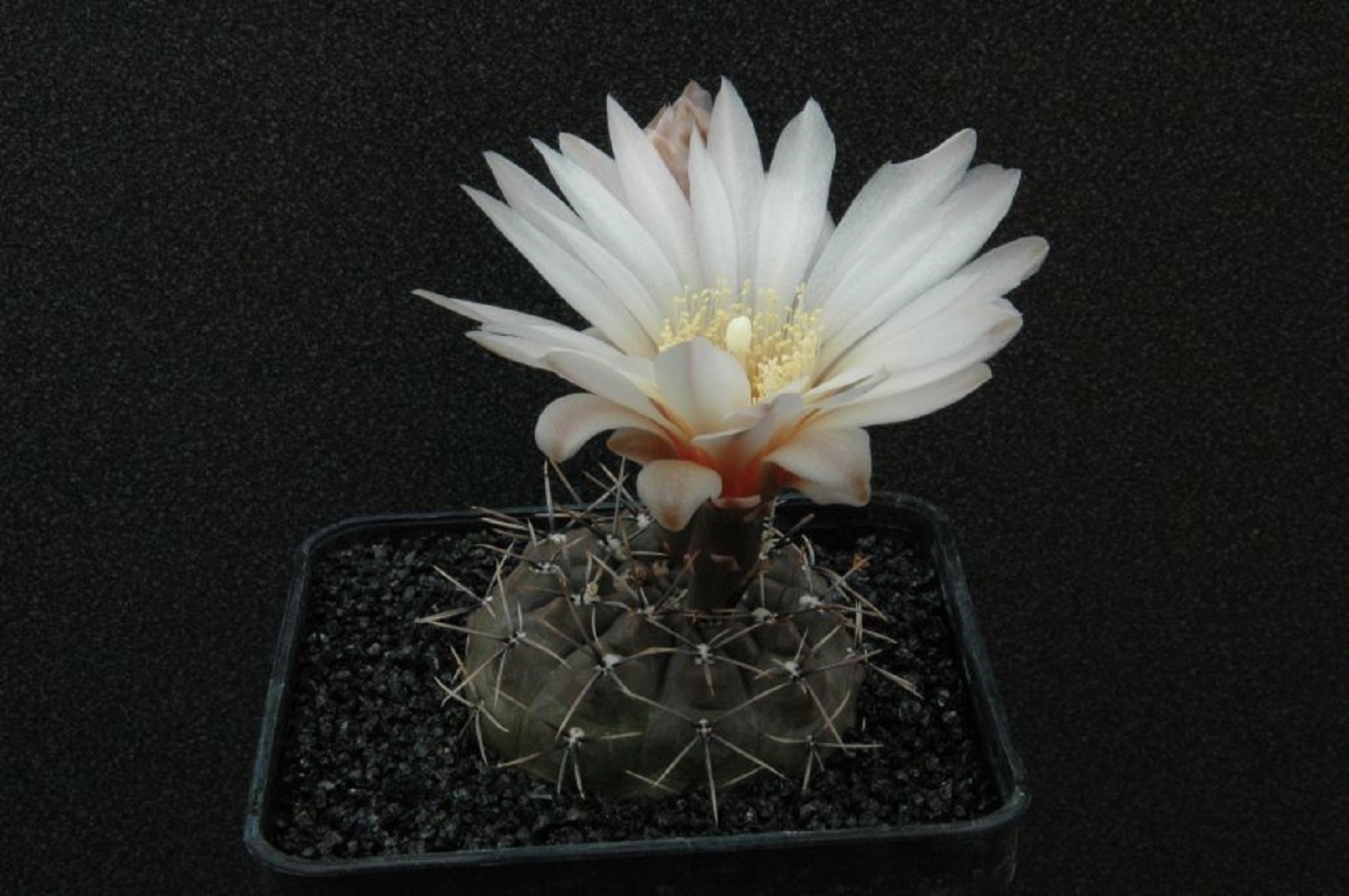 LOT435 10 SEEDS Gymnocalycium Sibalii WP28-33