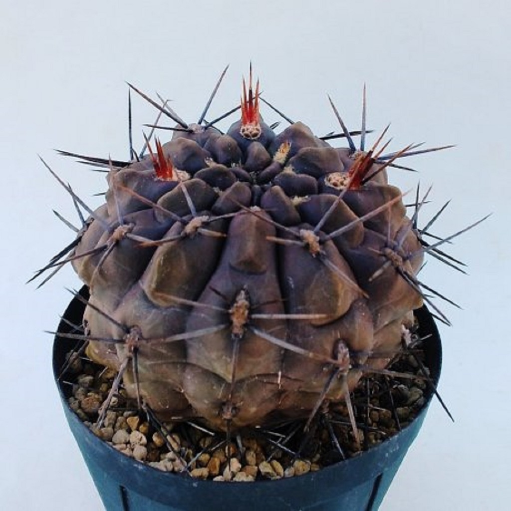 LOT436 10 SEEDS Gymnocalycium Sindae JPR 36-89