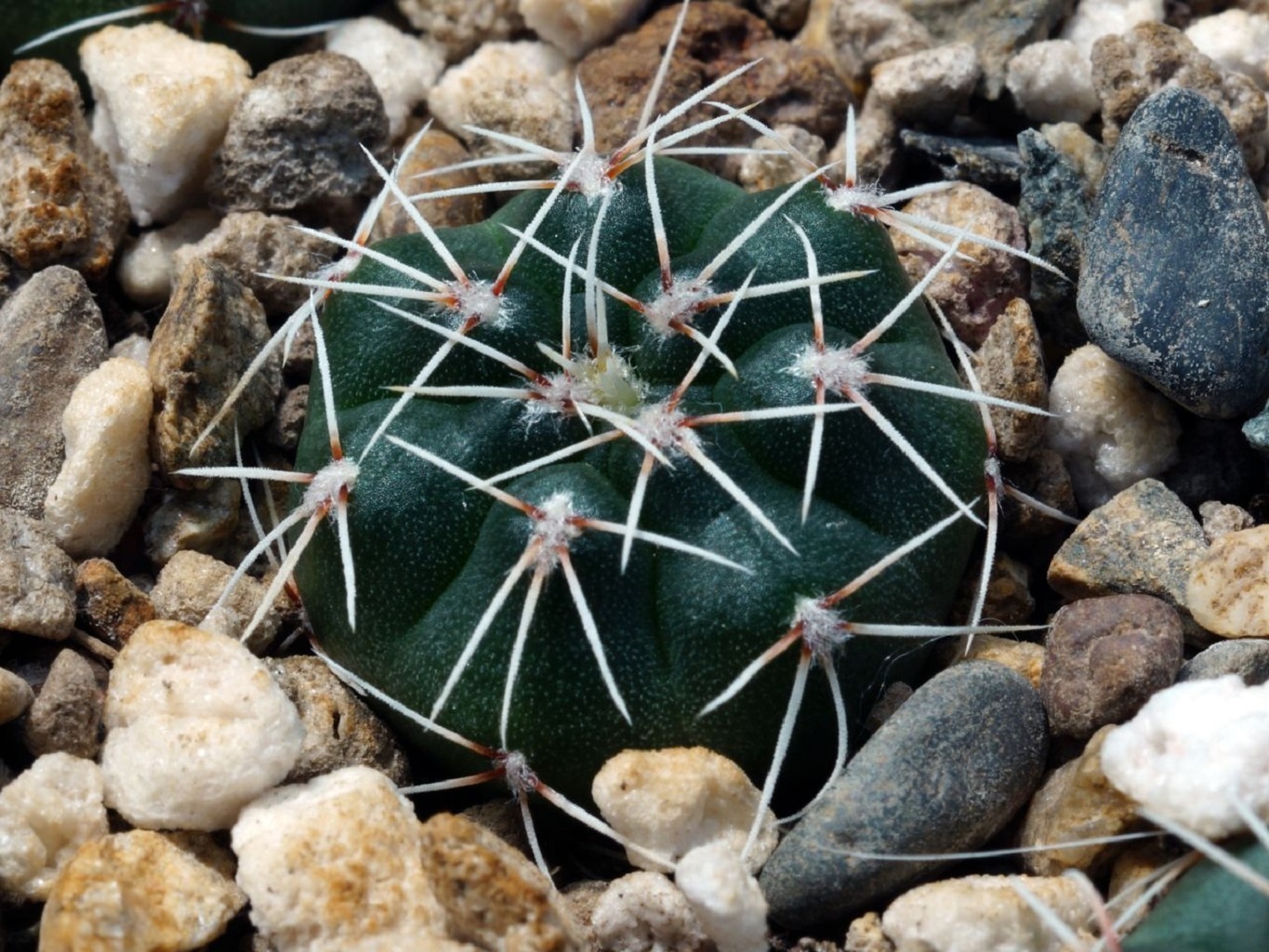 LOT442 10 SEEDS Gymnocalycium Terweemeanum GN81-203