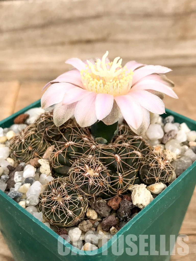 LOT460 10 SEEDS Gymnocalycium Bruchii, Córdoba and San Luis provinces, Argentina 2022