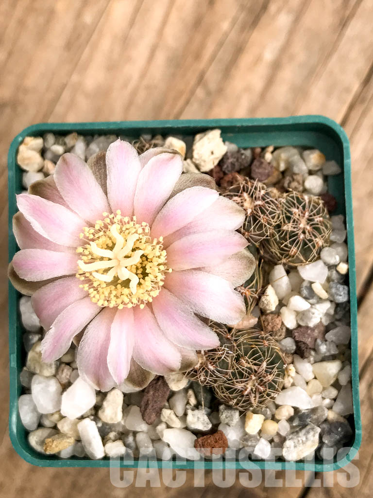 LOT460 10 SEEDS Gymnocalycium Bruchii, Córdoba and San Luis provinces, Argentina 2022 - Image 4