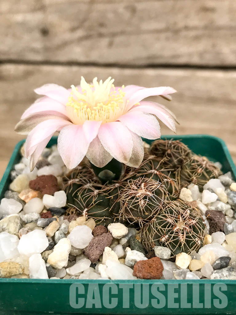 LOT460 10 SEEDS Gymnocalycium Bruchii, Córdoba and San Luis provinces, Argentina 2022 - Image 5