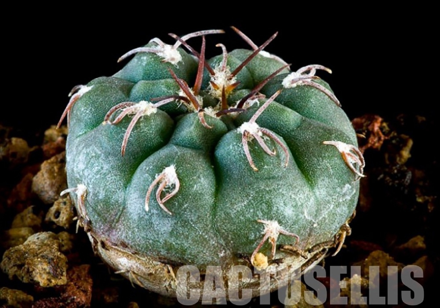 LOT400 10 SEEDS Gymnocalycium Glaucum v. Ferrarii P385