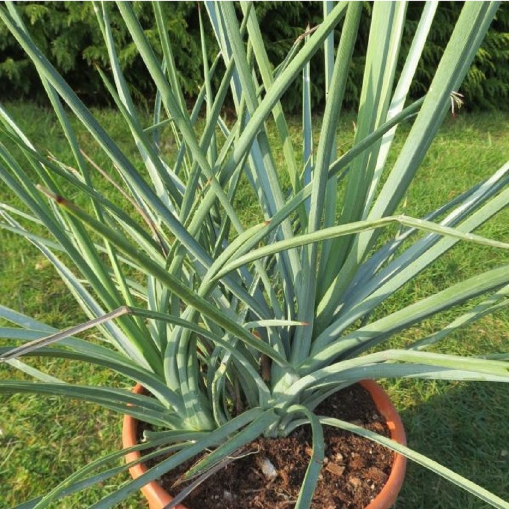 LOT444 10 SEEDS Hesperoyucca Peninsularis