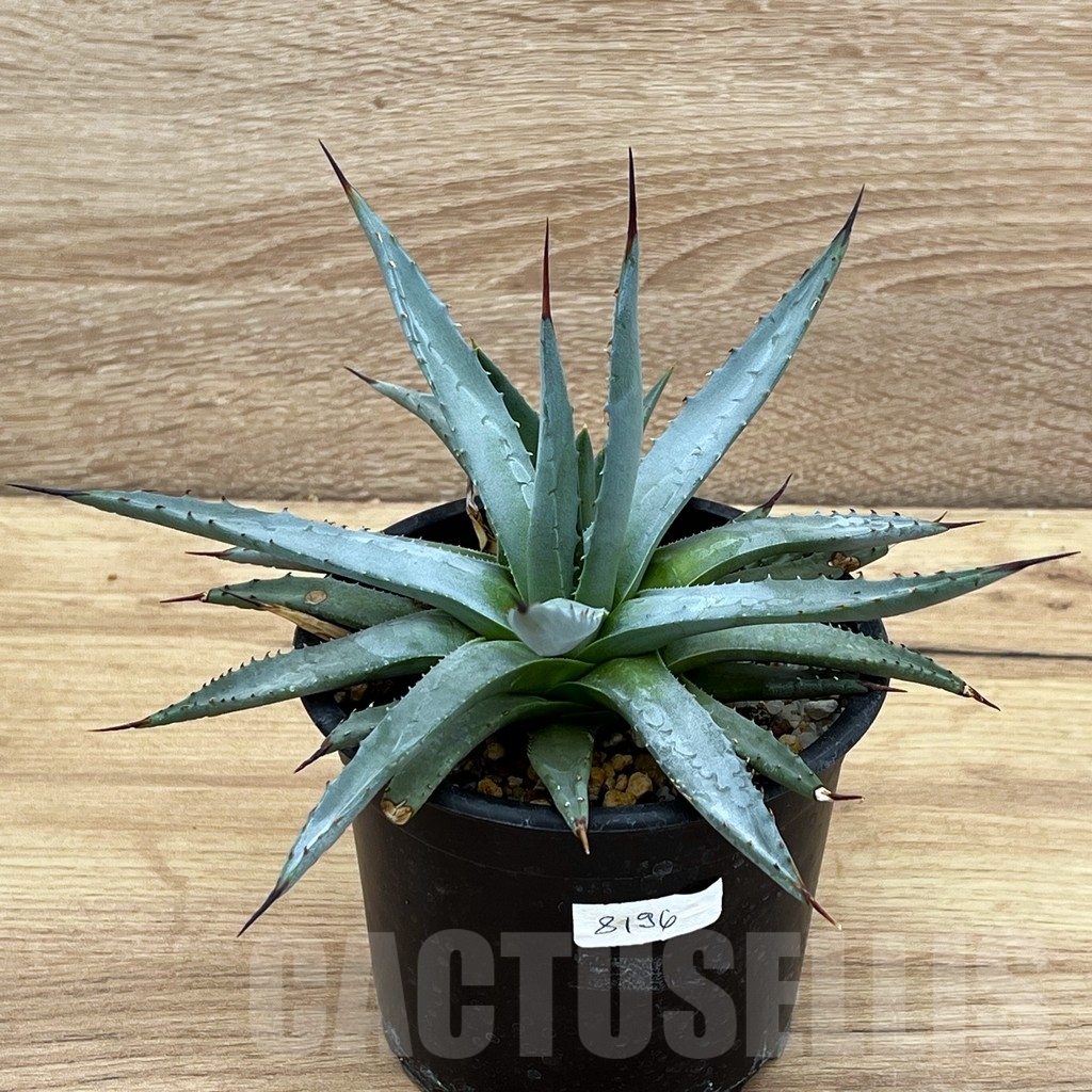 SHPR8196 Agave utahensis v. nevadensis