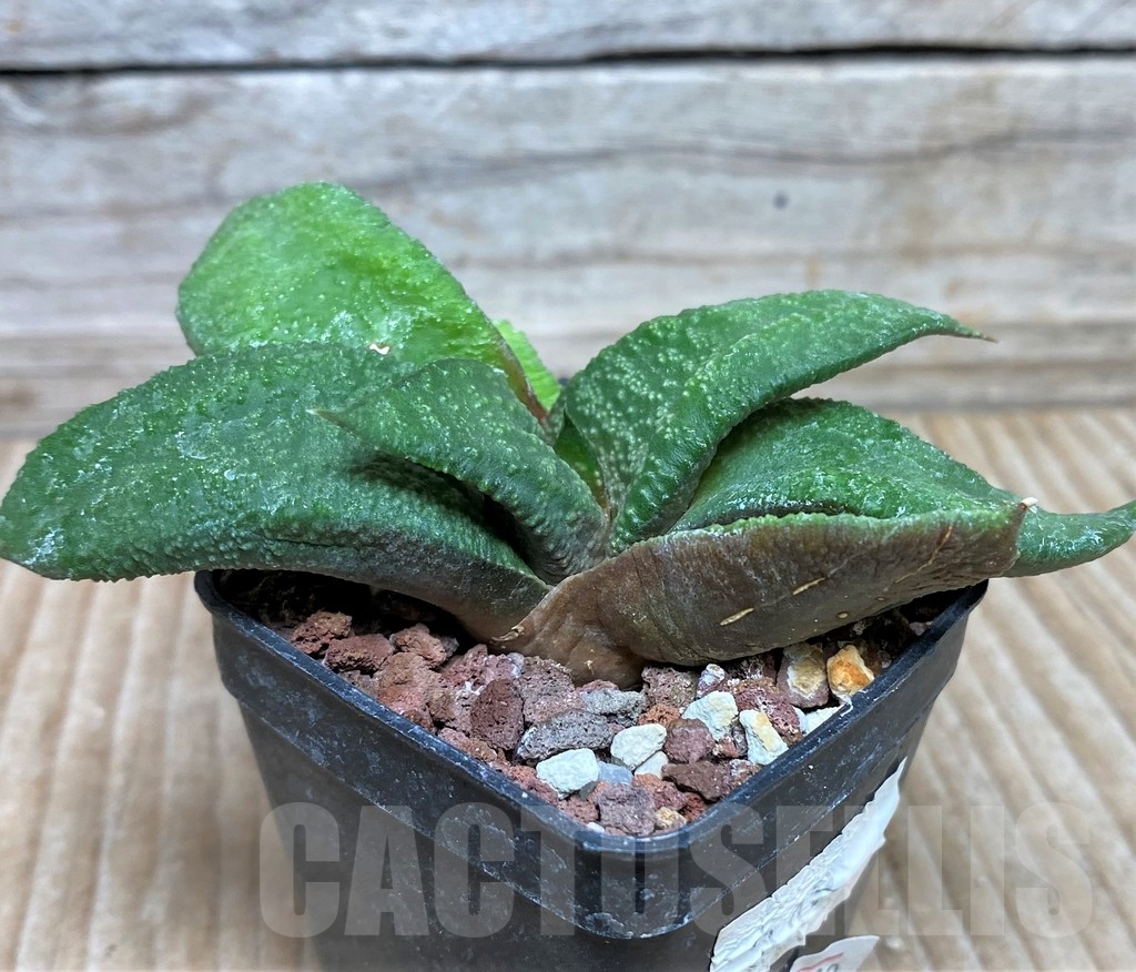 SHPR6310 Gasteria ellaphiae x Gasteria armstrongii - Imagen 2
