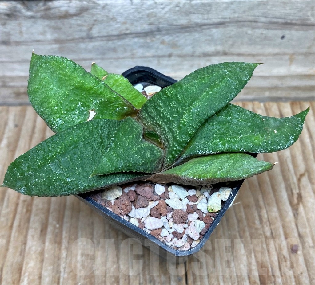 SHPR6310 Gasteria ellaphiae x Gasteria armstrongii