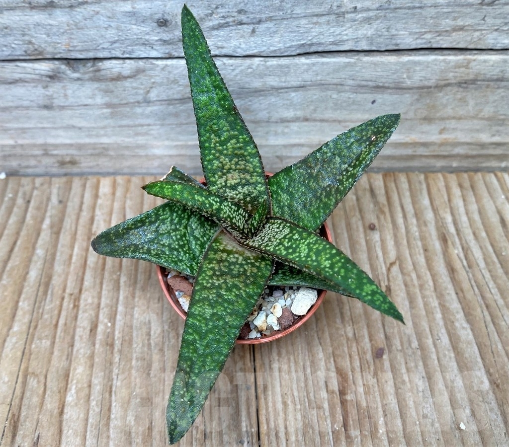 SHPR8683 Gasteria glomerata x Aloe 'Vito' - Obrázek 2