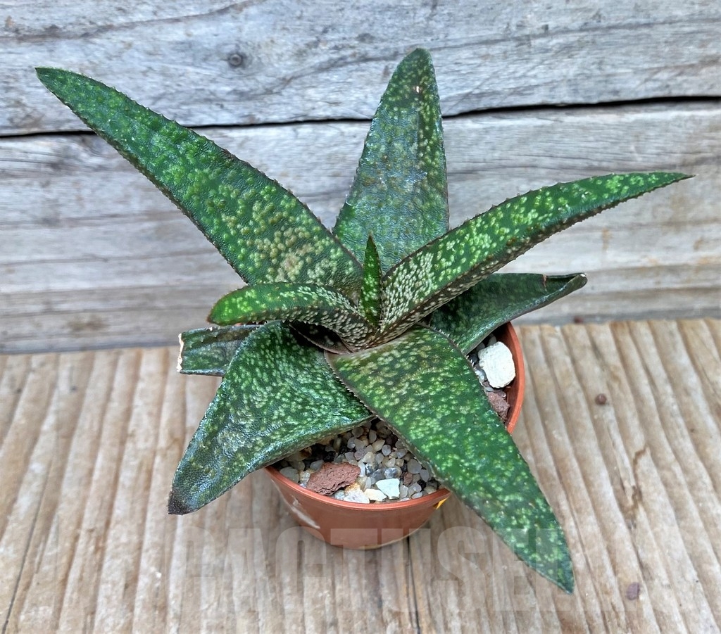 SHPR8683 Gasteria glomerata x Aloe 'Vito'