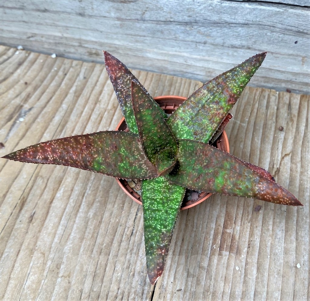 SHPR8682 Aloe 'Vito' x Gasteria armstrongii, seedling - Obrázek 2