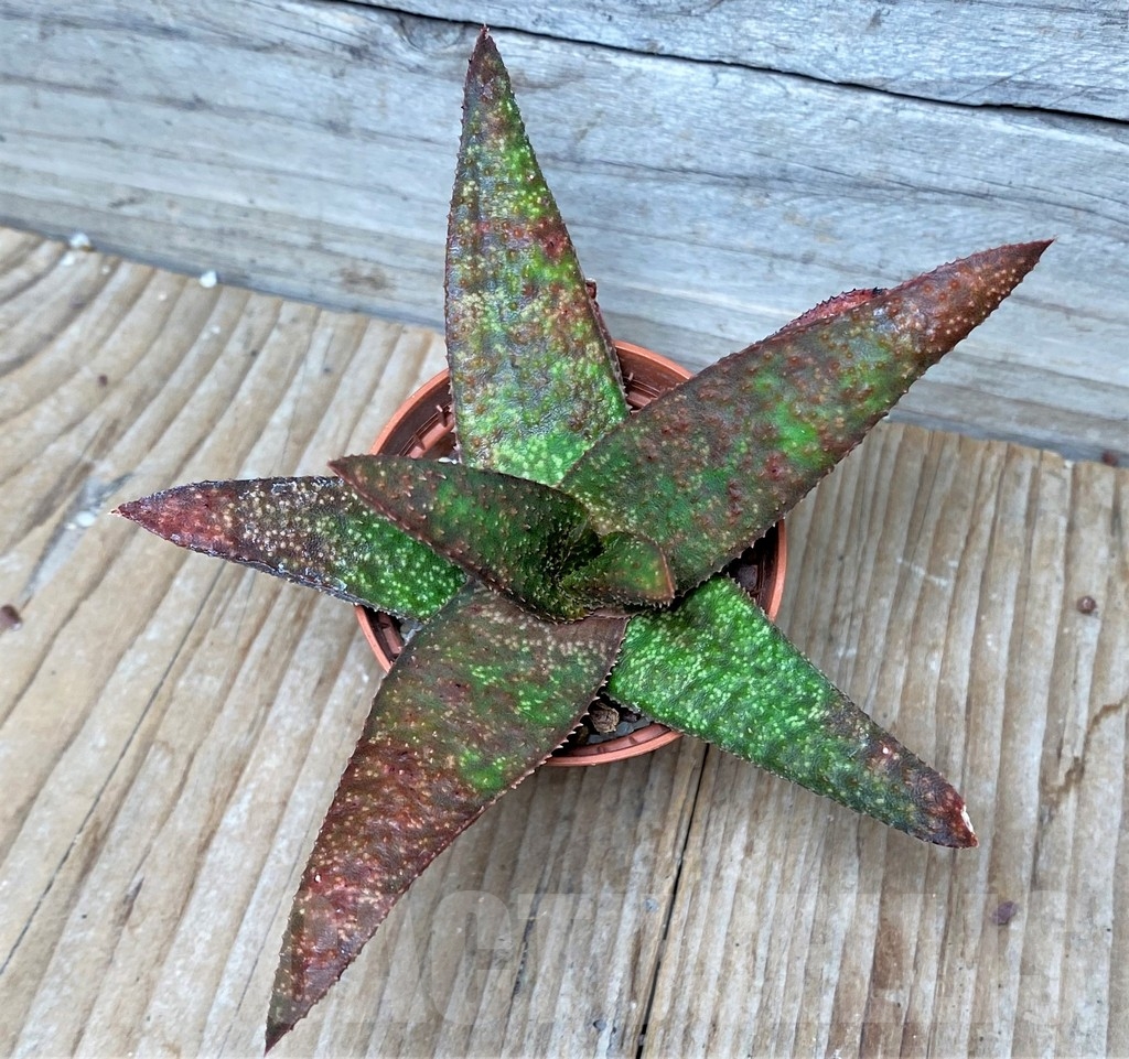 SHPR8682 Aloe 'Vito' x Gasteria armstrongii, seedling