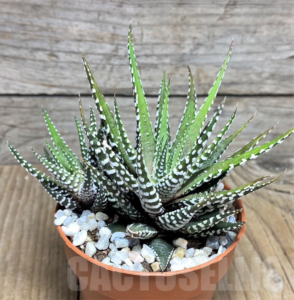 SHPR22885 Haworthia fasciata 'Alba'