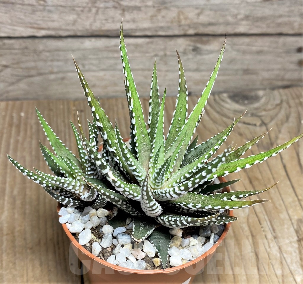 SHPR22885 Haworthia fasciata 'Alba' - Image 2