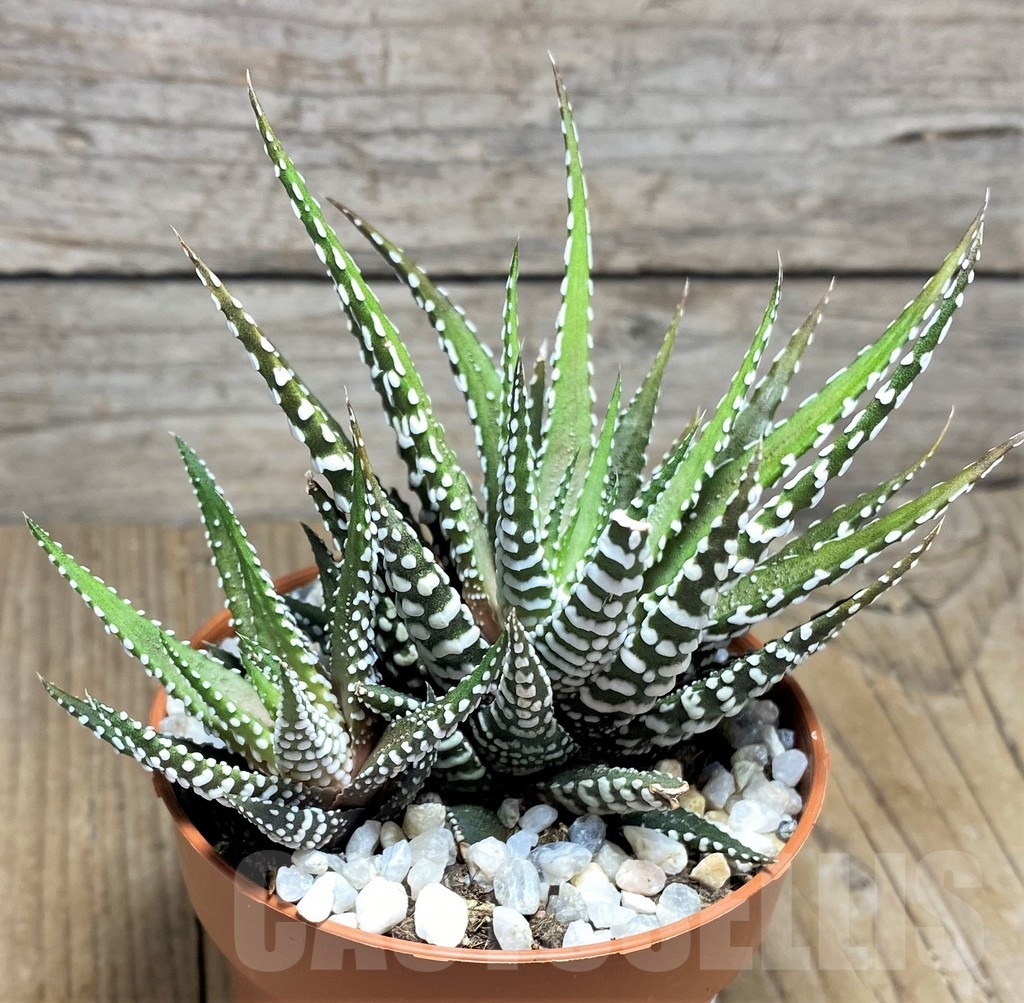SHPR22885 Haworthia fasciata 'Alba' - Image 3