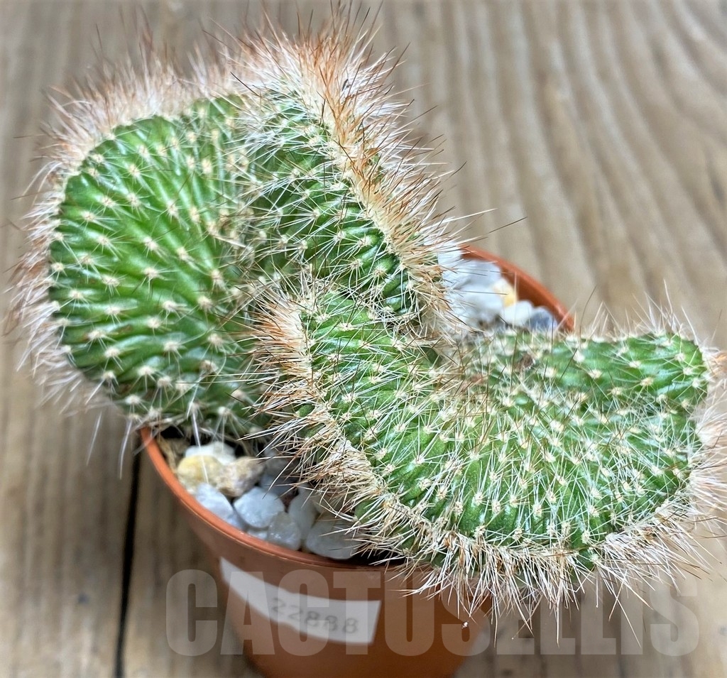 SHPR22888 Nictocereus f. cristata