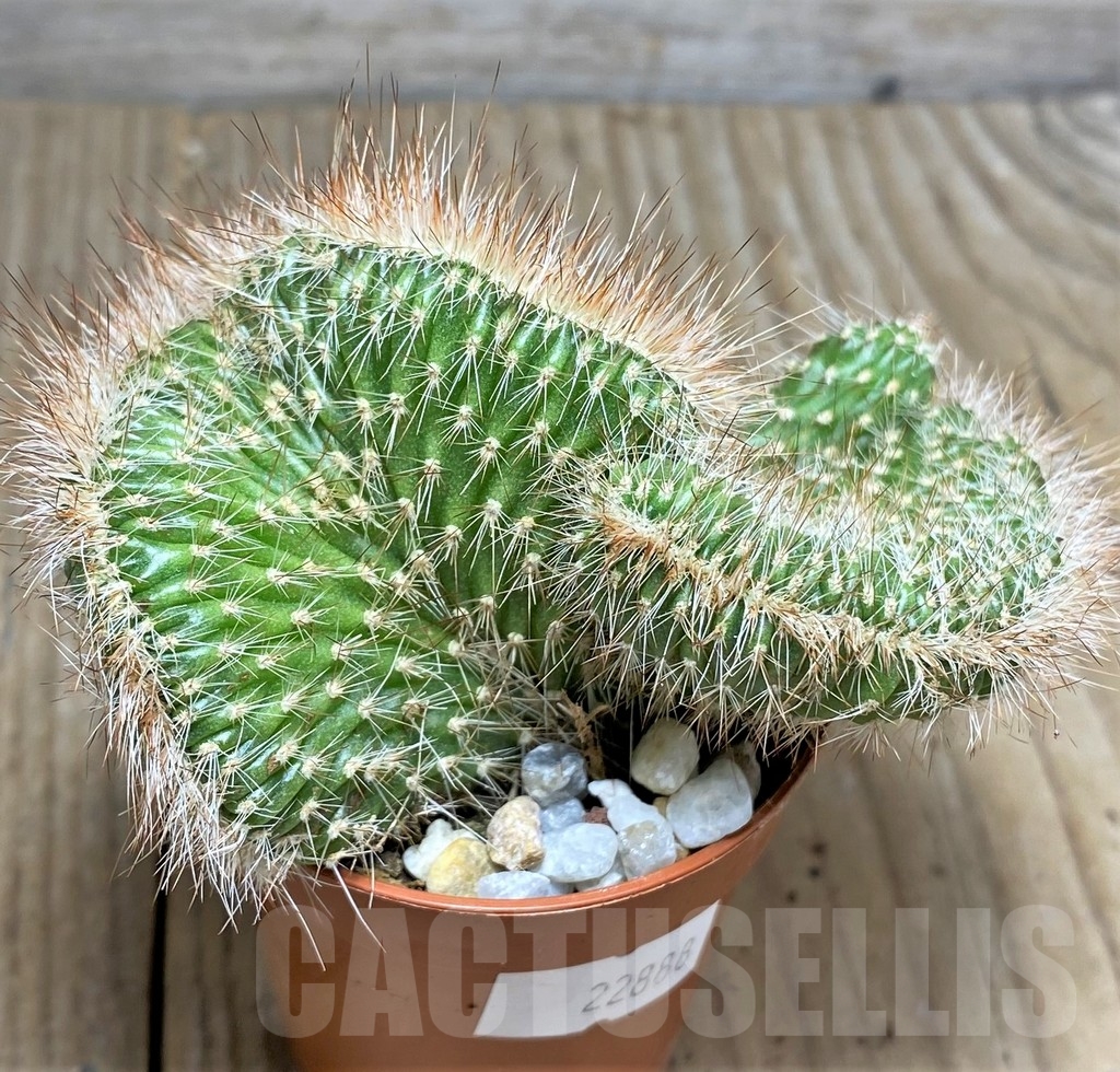 SHPR22888 Nictocereus f. cristata - Image 2