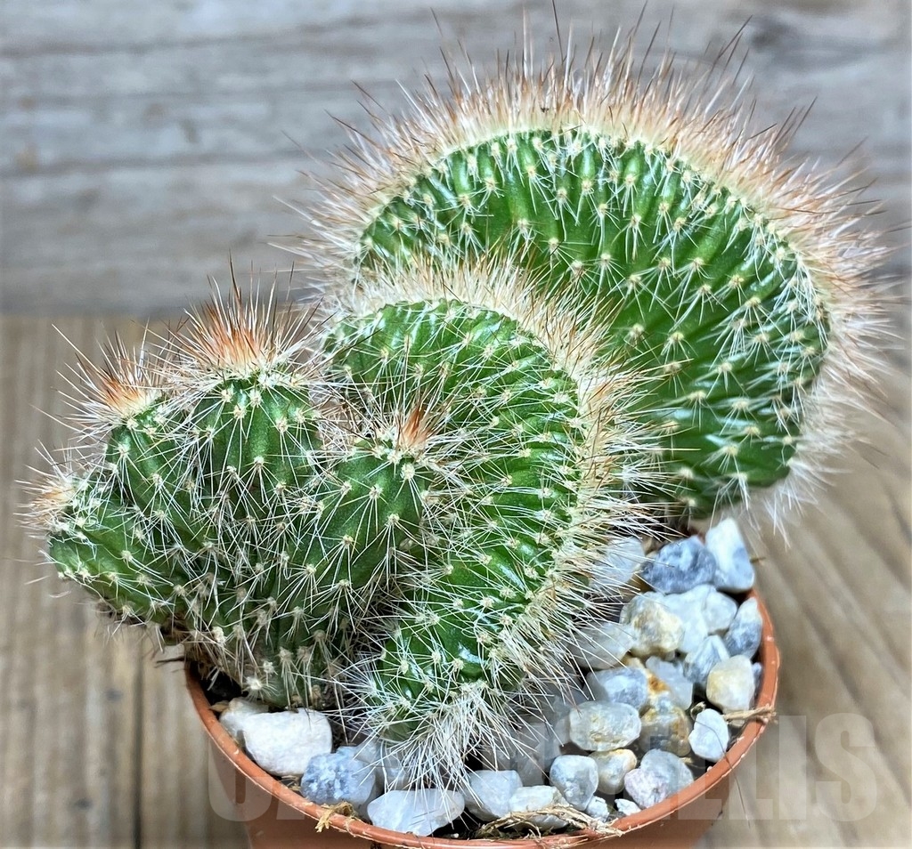 SHPR22890 Nictocereus f. cristata - Image 2