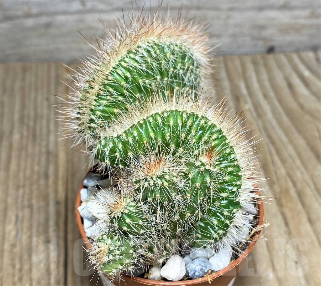 SHPR22890 Nictocereus f. cristata