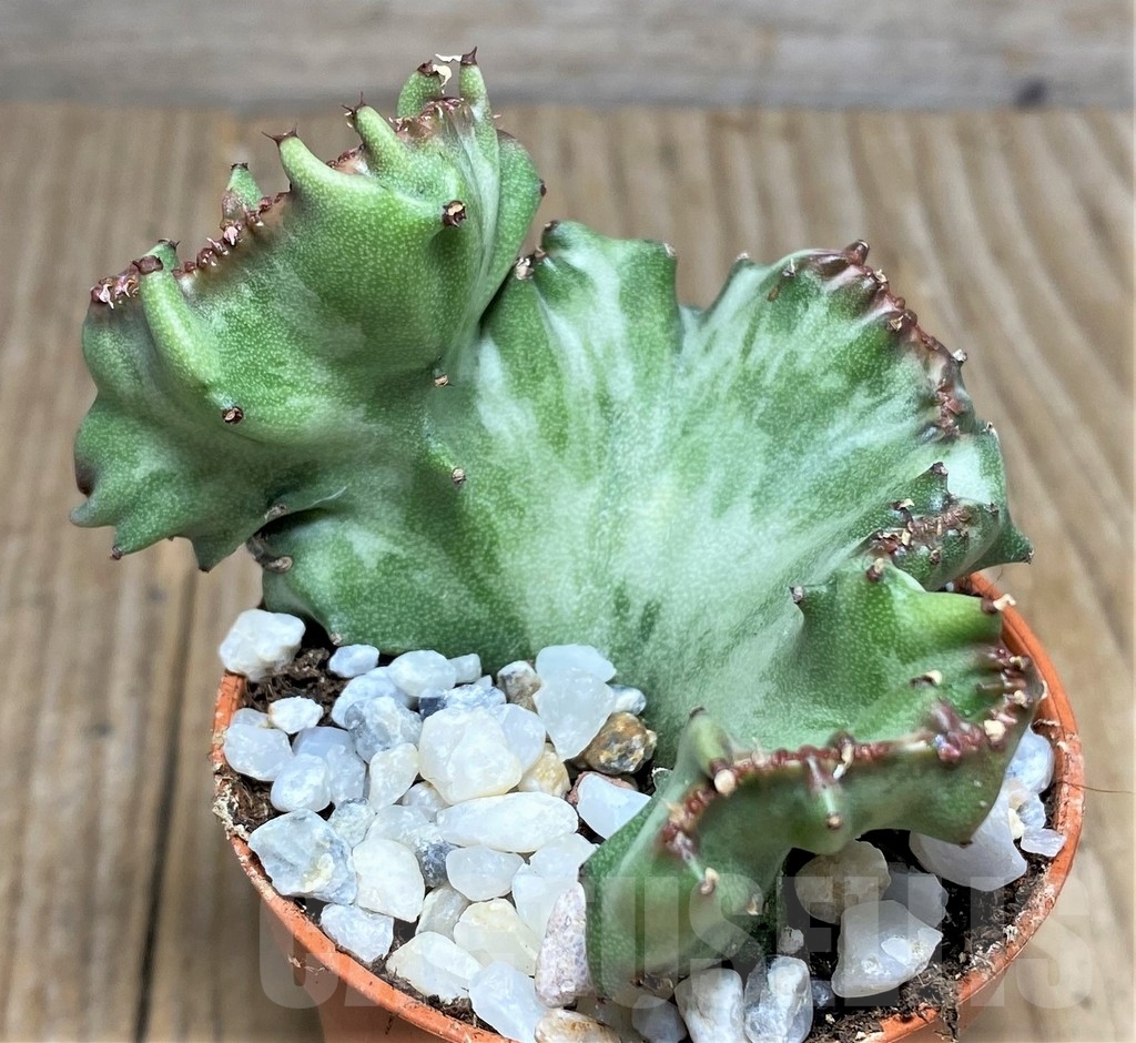 SHPR22891 Euphorbia lactea f. cristata