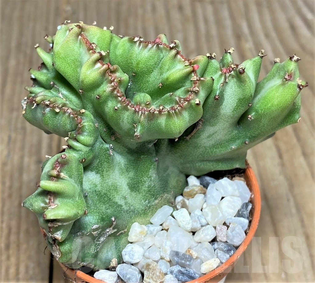 SHPR22892 Euphorbia lactea f. cristata