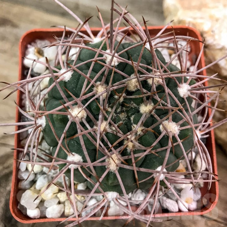 LOT408 20 SEEDS Gymnocalycium mazanense VG 1037 2025