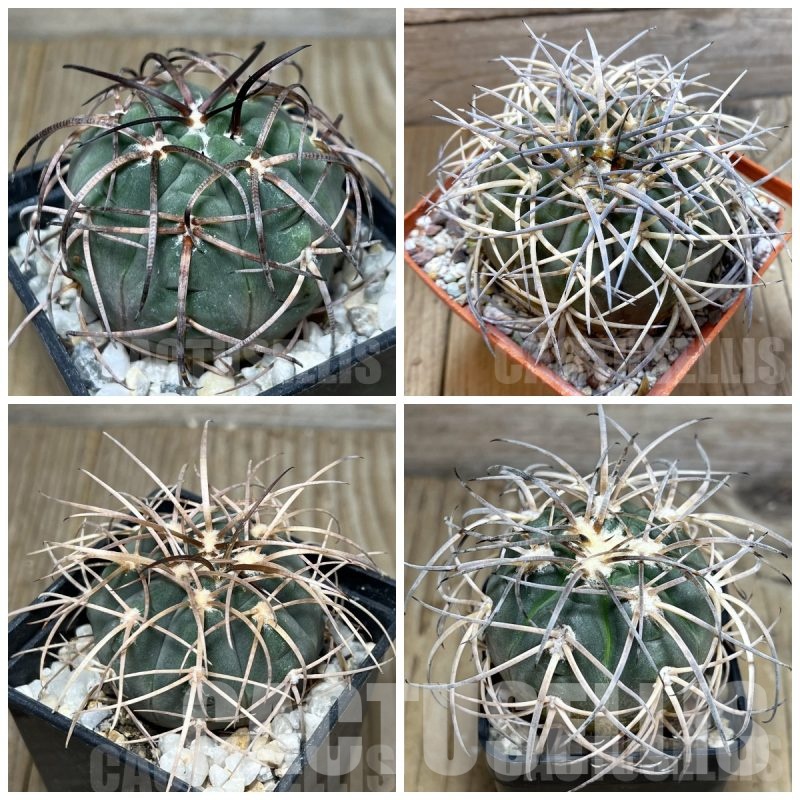 LOT440 20 SEEDS Gymnocalycium spegazzinii v. major 2025