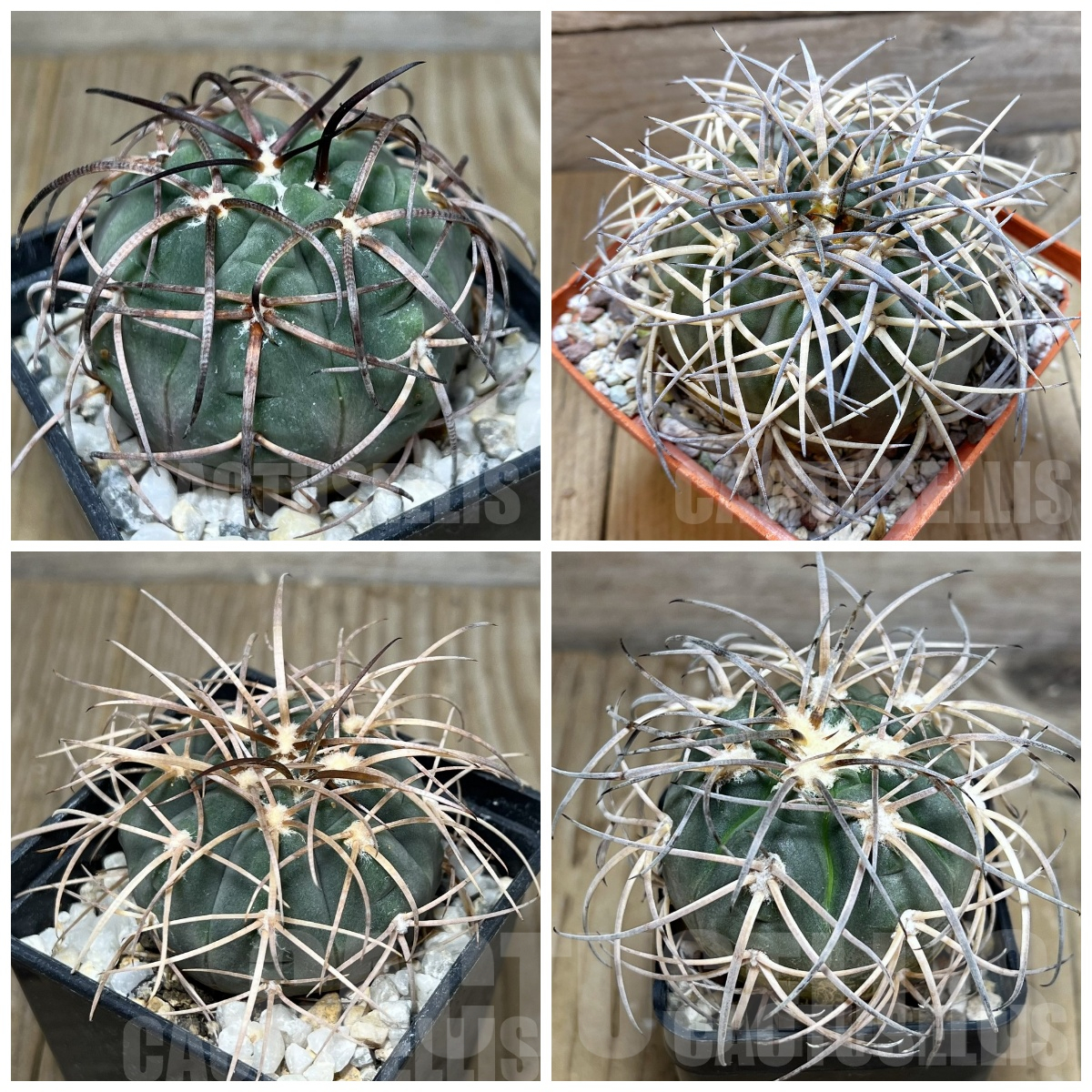 LOT440 20 SEEDS Gymnocalycium spegazzinii v. major 2025