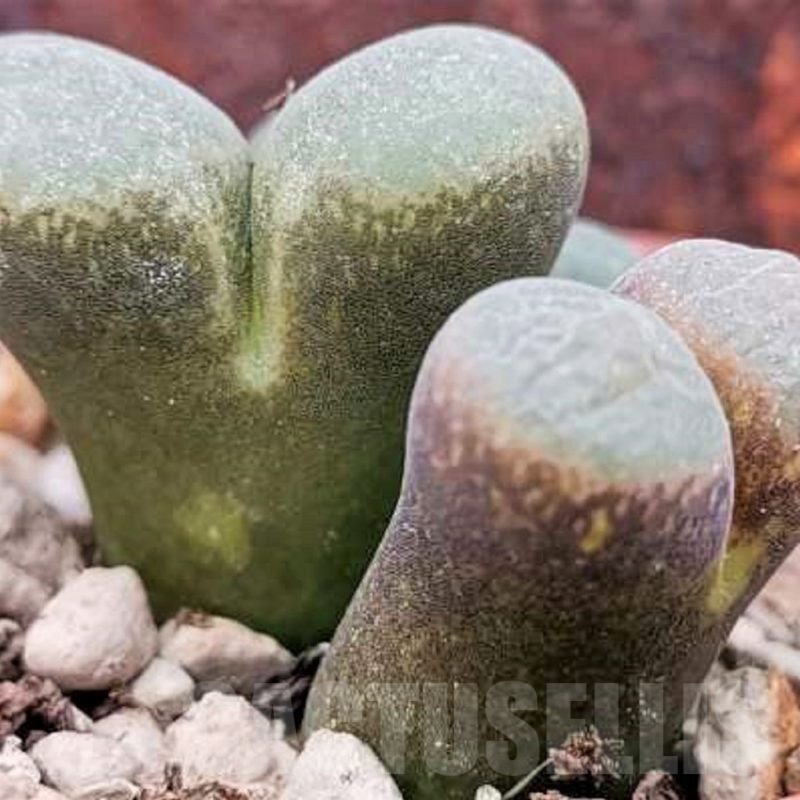 LOT446 20 SEEDS Ophthalmophyllum 2022