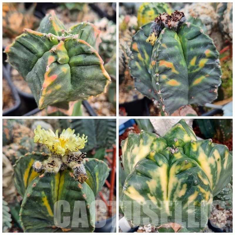 LOT478 10 SEEDS Astrophytum myriostigma 'Kikko' f. varigata 2025