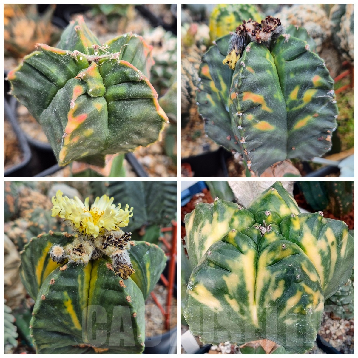 LOT478 10 SEEDS Astrophytum myriostigma 'Kikko' f. varigata 2025