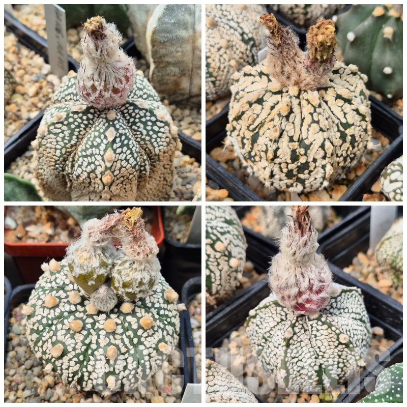 LOT483 10 SEEDS Astrophytum asterias 'Super Kabuto' hybrid mix 2025
