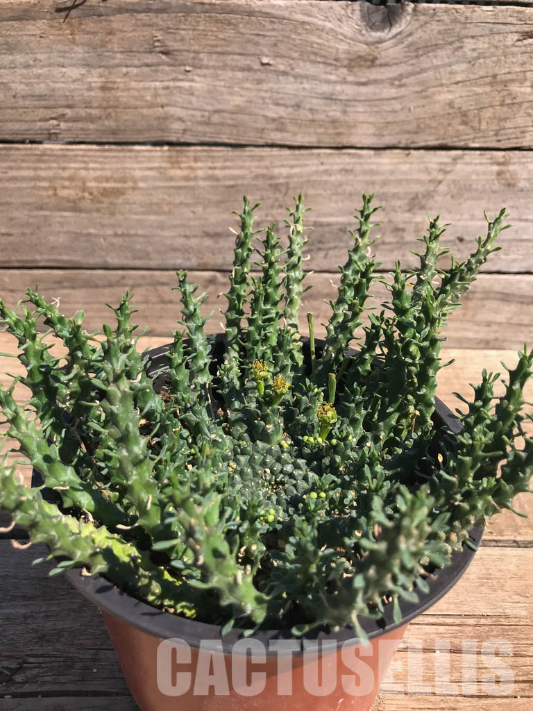 LOT311 10 SEEDS Euphorbia Pugniformis 2022 - Image 2