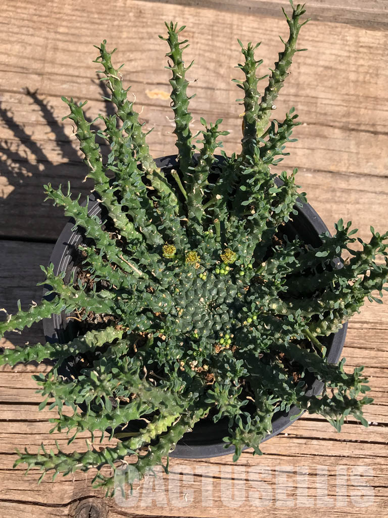 LOT311 10 SEEDS Euphorbia Pugniformis 2022