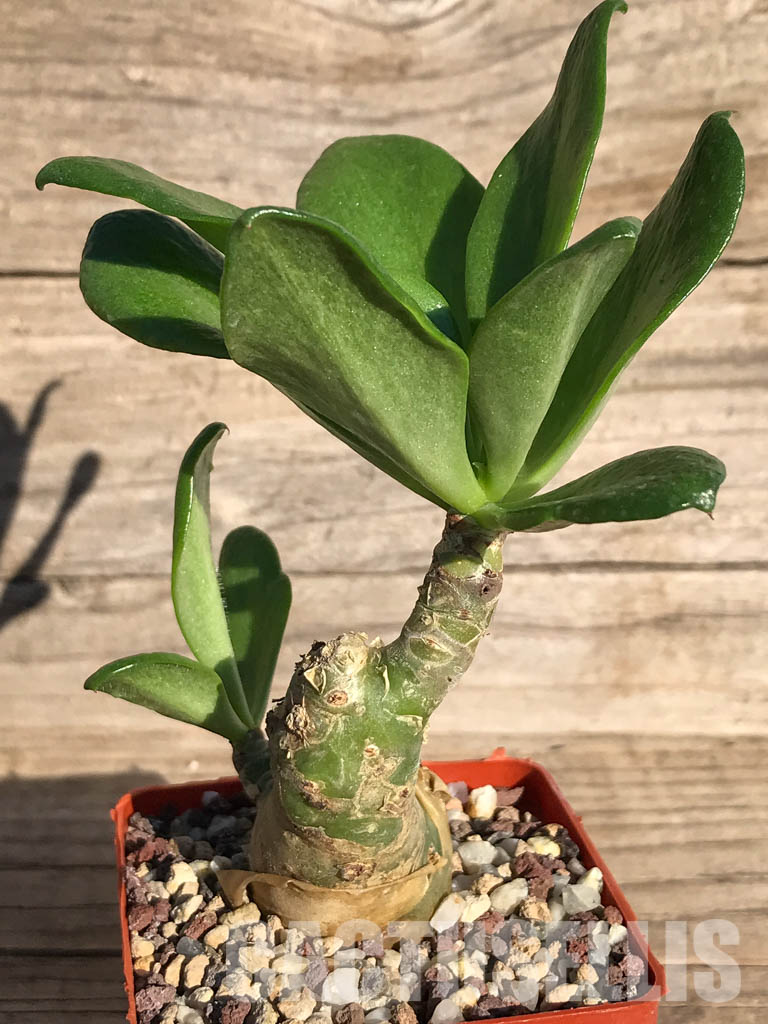 LOT329 10 SEEDS Tylecodon Paniculatus , winter grower