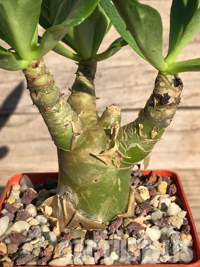 LOT329 10 SEEDS Tylecodon Paniculatus , winter grower - immagine 2