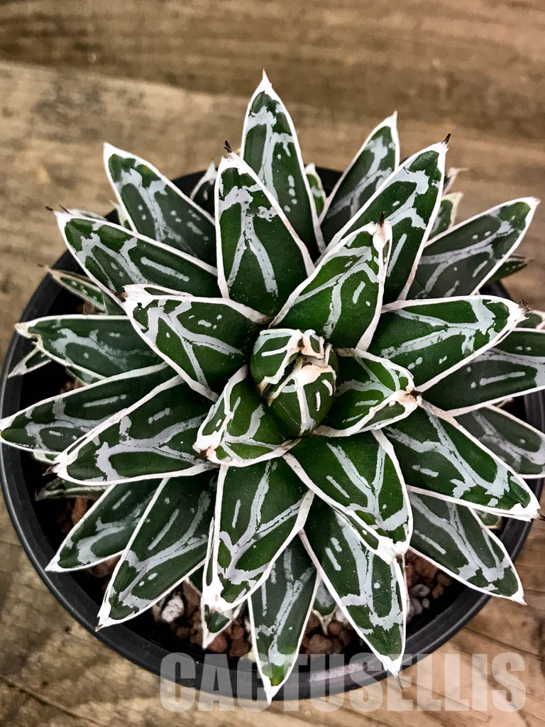 LOT303 10 SEEDS Agave Victoriae-reginae v. compact form El