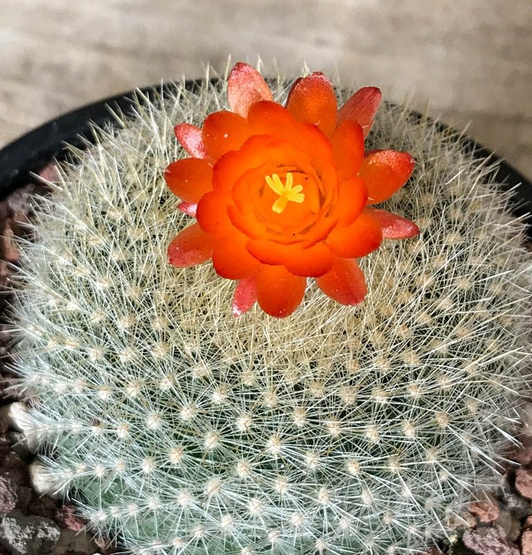 LOT325 50 SEEDS Notocactus Haselbergii 2022