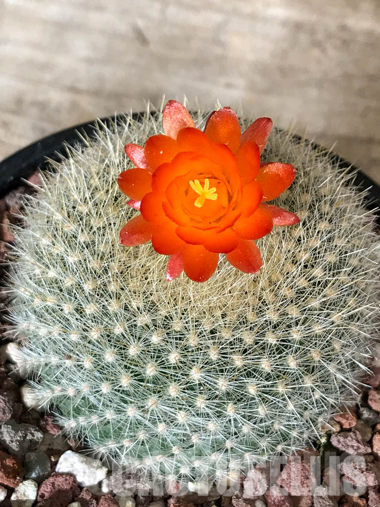 LOT325 50 SEEDS Notocactus Haselbergii 2022