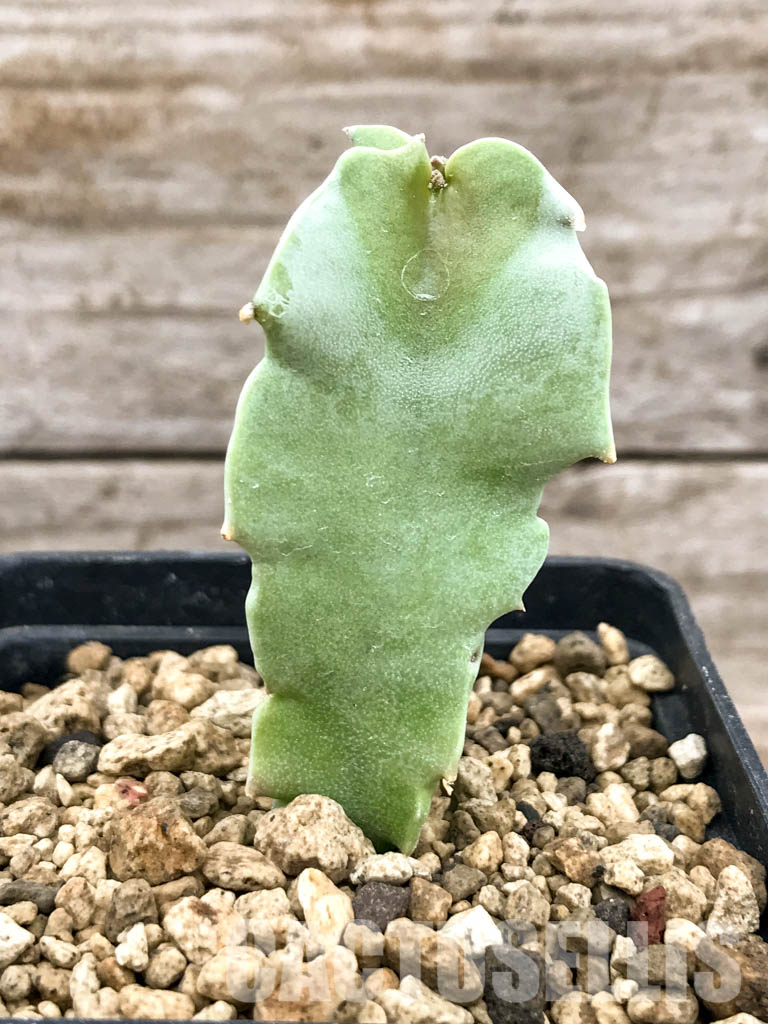 LOT307 10 SEEDS Caralluma Acutangula - Image 3