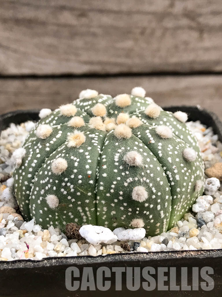 SHPR5902 Astrophytum asterias cv. Superkabuto - 画像 (2)