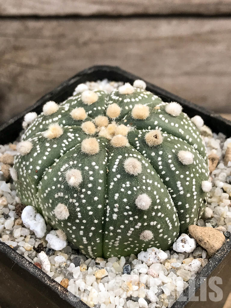 SHPR5902 Astrophytum asterias cv. Superkabuto - 画像 (3)
